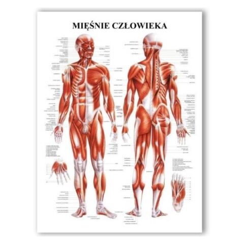 Plansza anatomiczna Mięśnie Człowieka PL