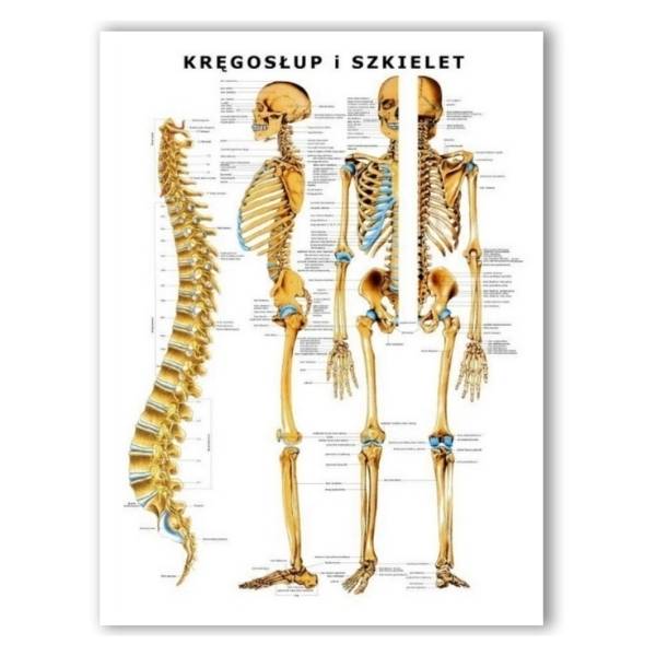 Plansza anatomiczna Kręgosłup i Szkielet PL