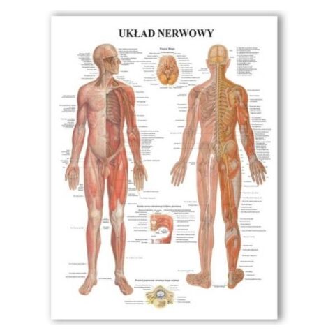 Plansza anatomiczna Układ Nerwowy PL