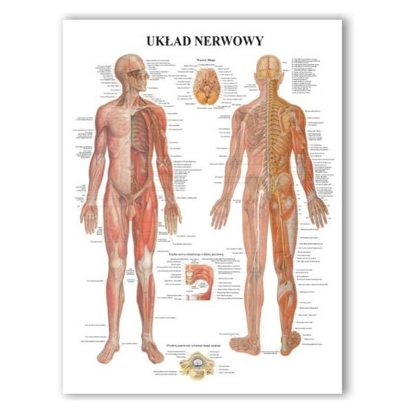 Plansza anatomiczna Układ Nerwowy PL