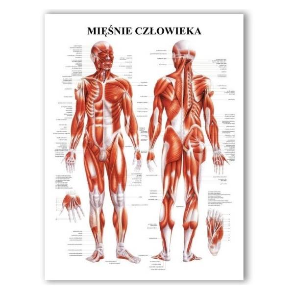 Plansza anatomiczna Mięśnie Człowieka PL